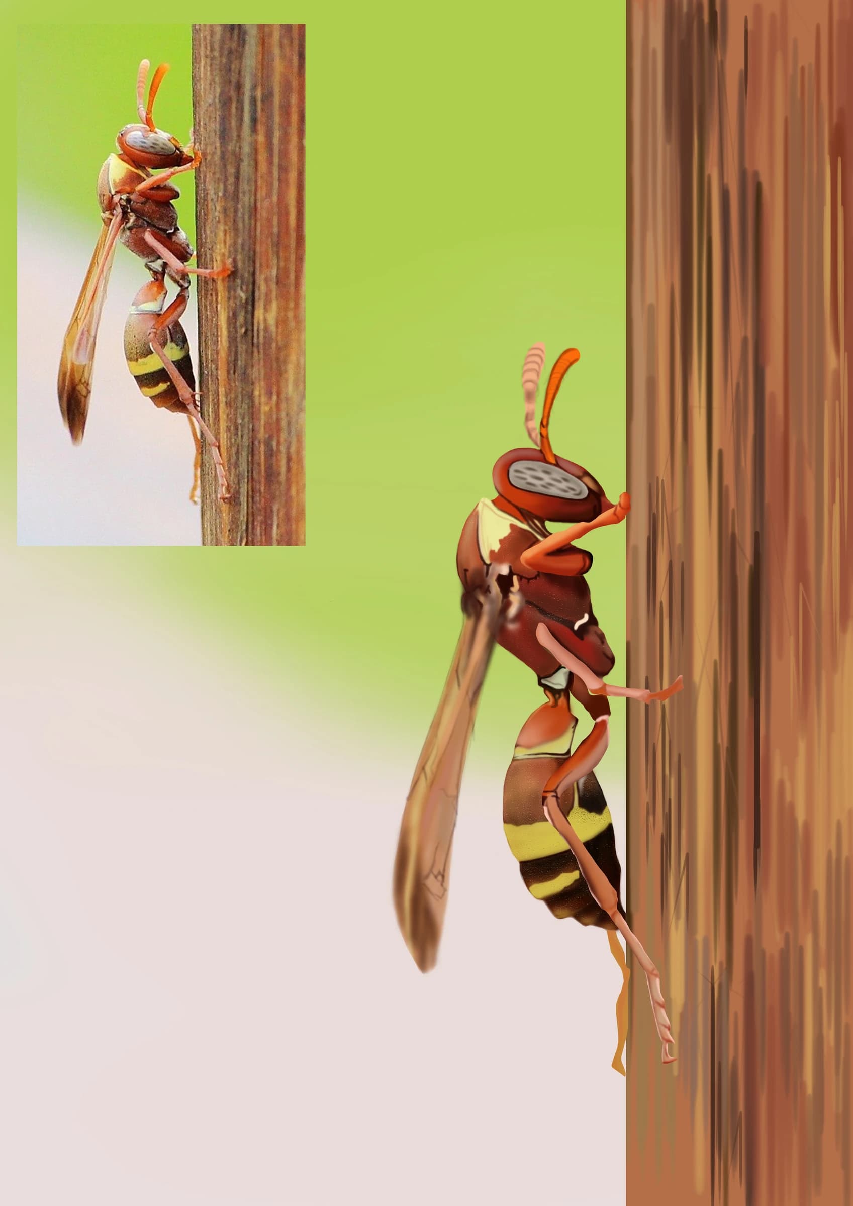 Painting of a paper wasp clinging to a wooden post against a green and pale pink background, with the reference photograph inset at the top left.